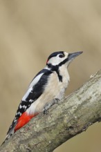 Great spotted woodpecker (Dendrocopos major), male, sitting on a branch, wildlife, animals, birds,