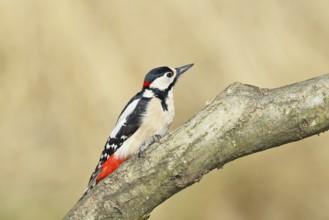 Great spotted woodpecker (Dendrocopos major), male, sitting on a branch, wildlife, animals, birds,