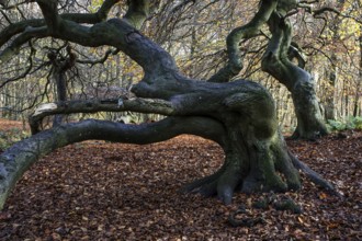 Süntelbuchen (Fagus sylvatica), cripple beeches, Hexenwald, Semper Forest Park, near Lietzow,