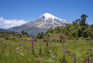 Mount Taranaki, in the foreground blooming foxglove (Digitalis purpurea) Egmont National Park,