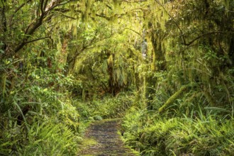 Goblin Forest hiking trail, gnarled trees, ferns, mosses and lichens. Dawson Falls Walking Tracks,