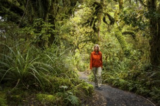 Female hiker on hiking trail in Goblin Forest, gnarled trees, ferns, mosses and lichens. Dawson