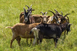 Domestic goats (Capra aegagrus) grazing in the Hullerbusch nature reserve, Carwitz, Feldberger
