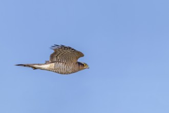 A sparrowhawk (Accipiter nisus) Terzel in typical flying posture hunting for songbirds, Terzel is