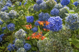 Blue hydrangea flowers, National Botanic Gardens, Kilmacurragh, Dunganstown, County Wicklow,