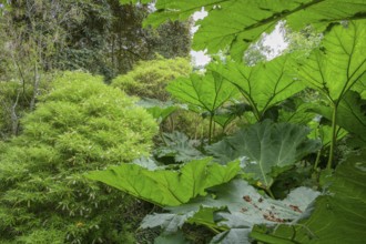 Mammoth leaf (Gunnera manicata), National Botanic Gardens, Kilmacurragh, Dunganstown, County