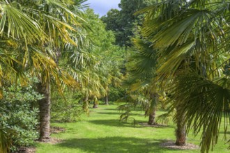 Trachycarpus fortunei palm tree, National Botanic Gardens, Kilmacurragh, Dunganstown, County