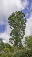 Sequoia, National Botanic Gardens, Kilmacurragh, Dunganstown, County Wicklow, Ireland