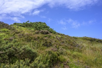 Vegetation along a hiking trail at Wild Nephin NP Visitor Center, Ballycroy, County Mayo, Ireland
