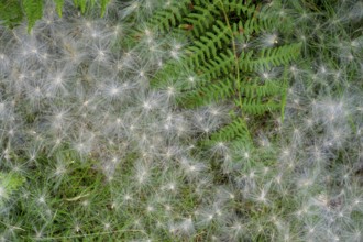 Fern and white fluffy seeds, Killary fjord viewpoint, Bundorragha, County Mayo, Ireland
