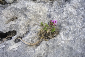 Karst Landscape of the Burren, Fahee North, Carran, County Clare, Ireland