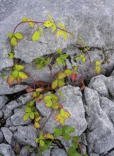 Blackberry vine in the karst landscape of the Burren, Fahee North, Carran, County Clare, Ireland