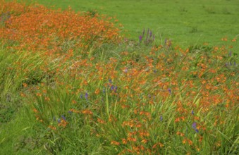 Flowering montbretia (Crocosmia), Ireland