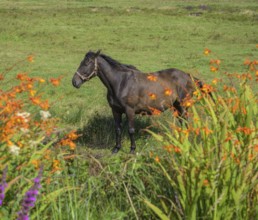Horse and flowering montbretia (Crocosmia), Ireland