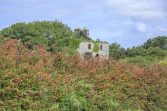 Blooming fuchsia hedge and house ruin, County Galway, Ireland