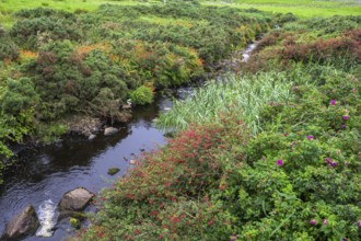 Fuchsia hedge along a stream, Malin More, Malinbeg, County Donegal, Ireland