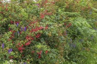 Fuchsia hedge, Glencolumbkille, County Donegal, Ireland