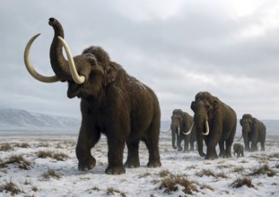 A herd of mammoths (Mammuthus) in the ice-age cold steppe, symbolic image woolly mammoth, Mammuthus