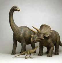 Size comparison dinosaur, a Brontosaurus, a Triceratops and a Compsognathus, fossil, extinct,