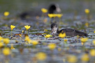 A juvenile coot (Fulica atra) foraging among flowering water lilies, yellow, coloured, Germany