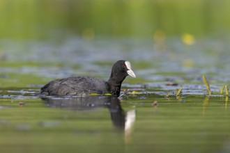 Eurasian Coot (Fulica atra) foraging, Germany
