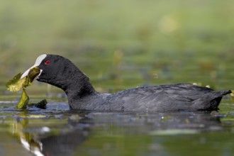 Pond lily pads seem to taste good to the coot (Fulica atra), foraging, Germany