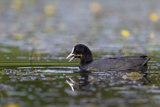 Eurasian Coot (Fulica atra) eating a water plant, foraging, Germany
