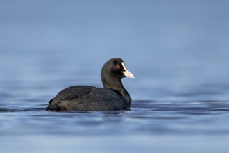 Eurasian Coot or coot rail (Fulica atra), Germany