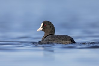 Coots (Fulica atra) attract little attention and appear inconspicuous, only on closer inspection do