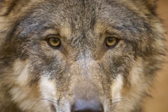 Close-up of the face of a wolf with detailed fur, wolf (Canis lupus), Germany