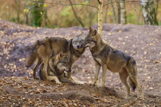 Three wolves standing and sitting close to each other in the forest, Wolf (Canis lupus), Germany