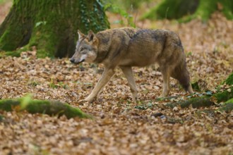 A silent wolf walks through the leaf-covered forest in autumn, Wolf (Canis lupus), Germany