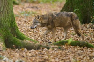 A lone wolf walks across the leaf-covered forest floor, Wolf (Canis lupus), Germany