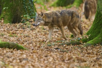 Wolf walks through the green autumn forest covered with leaves, Wolf (Canis lupus), Germany