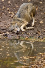 Wolf playing on the shore and reflected in the calm waters of the autumn forest, Wolf (Canis