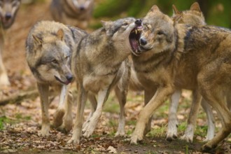 Wolf pack showing aggressive interaction in autumn forest, wolf (Canis lupus), Germany