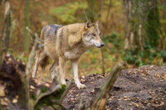 Wolf standing at attention in autumn forest, surrounded by natural vegetation, Wolf (Canis lupus),
