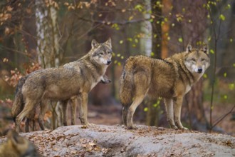 Two wolves in focus, standing on a hill with autumn leaves in the forest, wolf (Canis lupus),