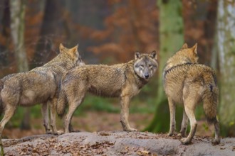 Three wolves standing on a hill in the forest, surrounded by autumn foliage, Wolf (Canis lupus),