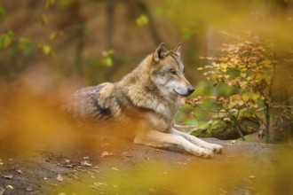 Wolf resting in autumn forest, surrounded by colourful foliage and natural environment, Wolf (Canis