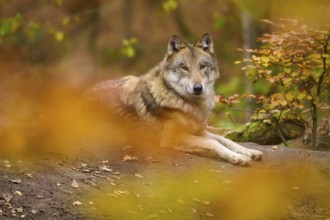 Wolf lying relaxed in autumn forest surrounded by yellow autumn leaves, Wolf (Canis lupus), Germany