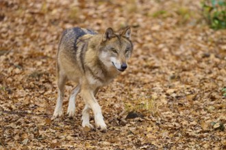 A wolf runs through the autumn forest over leaves, Wolf (Canis lupus), Germany