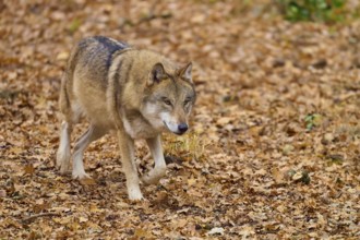 A wolf roams the autumn forest covered with leaves, Wolf (Canis lupus), Germany