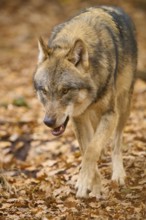 A wolf walks through the forest on a carpet of autumn leaves, Wolf (Canis lupus), Germany
