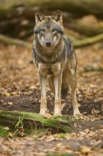 An upright wolf in autumn forest, Wolf (Canis lupus), Germany