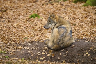 A sitting wolf in a wooded area covered with foliage, wolf (Canis lupus), Germany