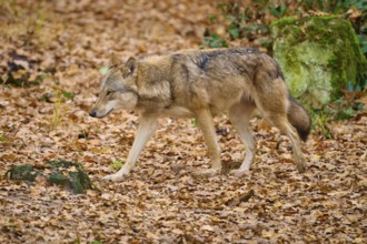 A wolf walks through an autumn forest full of leaves, Wolf (Canis lupus), Germany