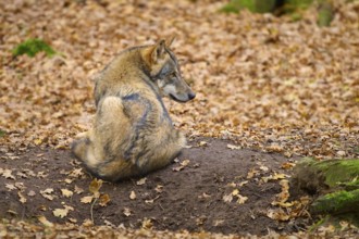 A sitting wolf on a forest floor covered with autumn leaves, wolf (Canis lupus), Germany
