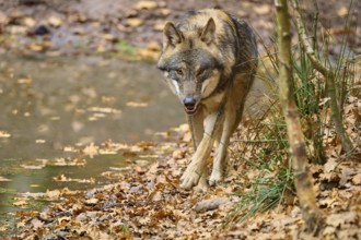 A wolf walks along the bank of flowing water in a forest covered with leaves, Wolf (Canis lupus),