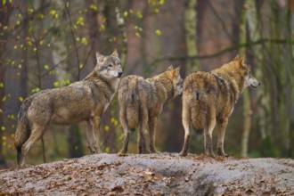 Three wolves in the forest, looking attentively in different directions, Wolf (Canis lupus),